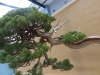 Juniperus chinensis, Marzika Bonsai Studio, Vengrija
