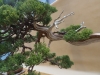 Juniperus chinensis, Marzika Bonsai Studio, Vengrija