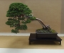 Juniperus chinensis, Marzika Bonsai Studio, Vengrija