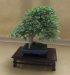 Caprinus coreana, Marzika bonsai studio, Vengrija