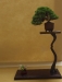 Juniperus chinensis 'Itoigawa', Marzika bonsai studio, Vengrija