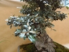 Elaeagnus, meistras Walter Schreiner, Austrija