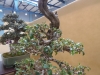 Olea europaea, meistras Walter Schreiner, Austrija