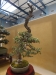 Olea europaea, meistras Walter Schreiner, Austrija