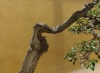 Olea europaea, meistras Walter Schreiner, Austrija