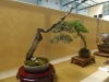Olea europaea, meistras Walter Schreiner, Austrija