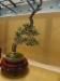 Olea europaea, meistras Walter Schreiner, Austrija