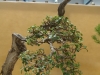 Olea europaea, meistras Walter Schreiner, Austrija