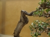 Olea europaea, meistras Walter Schreiner, Austrija
