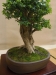 Buxus sempervirens, meistras Deflef Mostler, Austrija