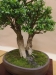 Buxus sempervirens, meistras Deflef Mostler, Austrija
