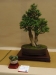 Buxus sempervirens, meistras Deflef Mostler, Austrija