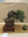 Pinus sylvestri, meistras Kurt Jaritz, Austrija
