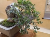 Olea europaea, meistras Rudolf Mayer, Austrija