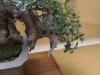 Olea europaea, meistras Rudolf Mayer, Austrija