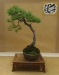 Pinus nigra, meistras Rudolf Mayer, Austrija