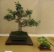 Osmanthus, meistras Marc De Beule, Vokietija