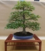 Acer palmatum, meistras Dirk Verachtert, Vokietija