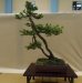Picea abies, meistras Uwe Schulze-Zumhulsen, Vokietija