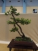 Picea abies, meistras Uwe Schulze-Zumhulsen, Vokietija