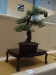 Pinus nigra subsp. austiraca, meistras Uwe Schulze-Zumhulsen, Vokietija
