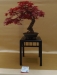 Acer palmatum, meistras Jan Bucil, Čekija