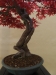 Acer palmatum, meistras Jan Bucil, Čekija