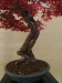 Acer palmatum, meistras Jan Bucil, Čekija