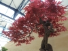 Acer palmatum, meistras Jan Bucil, Čekija