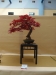 Acer palmatum, meistras Jan Bucil, Čekija