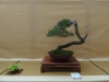 Pinus sylvestris, meistras Juri Wolf, Čekija