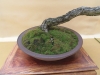 Pinus sylvestris, meistras Juri Wolf, Čekija