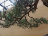 Pinus sylvestris, meistras Juri Wolf, Čekija