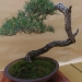 Pinus sylvestris, meistras Juri Wolf, Čekija