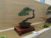Pinus sylvestris, meistras Juri Wolf, Čekija