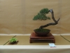 Pinus sylvestris, meistras Juri Wolf, Čekija