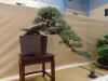 Pinus sylvestris, meistras Libor Slatinka, Čekija