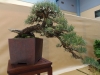 Pinus sylvestris, meistras Libor Slatinka, Čekija