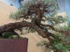 Pinus sylvestris, meistras Libor Slatinka, Čekija