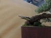 Pinus sylvestris, meistras Libor Slatinka, Čekija