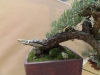 Pinus sylvestris, meistras Libor Slatinka, Čekija