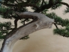 Pinus uncinata, meistras Libor Dosek, Čekija