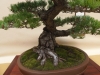 Pinus mugo, meistras Pavel Slovak, Čekija