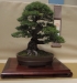 Pinus mugo, meistras Pavel Slovak, Čekija