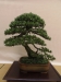 Pinus mugo, meistras Pavel Slovak, Čekija