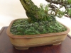 Pinus mugo, meistras Pavel Slovak, Čekija