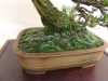 Pinus mugo, meistras Pavel Slovak, Čekija