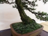 Pinus mugo, meistras Pavel Slovak, Čekija