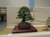 Pinus mugo, meistras Pavel Slovak, Čekija