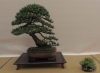 Pinus mugo, meistras Pavel Slovak, Čekija